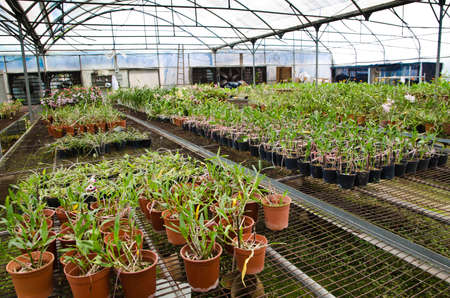plant green house orchid flower nurseryの写真素材