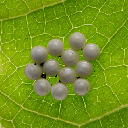 insect butterfly eggs on green leafの写真素材