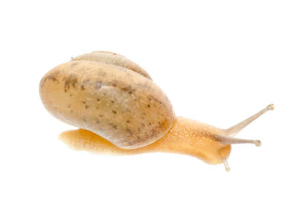 animal snail isolated on whiteの写真素材