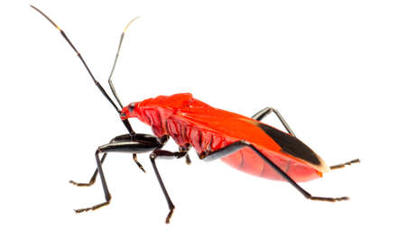 insect red stink bug, Melamphaus rubrocinctus, isolated on whiteの写真素材