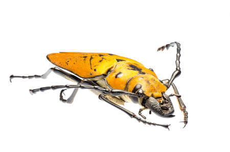rare insect Trictenotomidae beetle isolated on white, stacked from several photos into one to get large depth of field.の写真素材