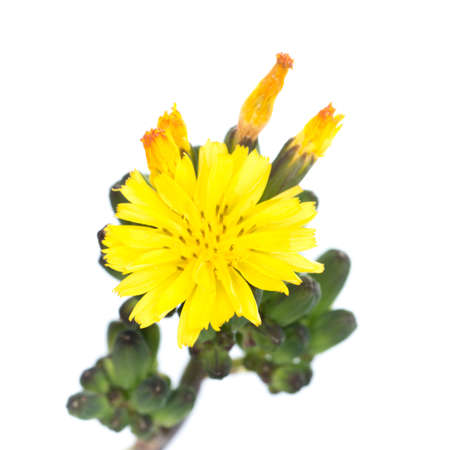 yellow flower isolated on whiteの写真素材