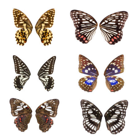 Animal set, butterfly wing collection isolatedの写真素材