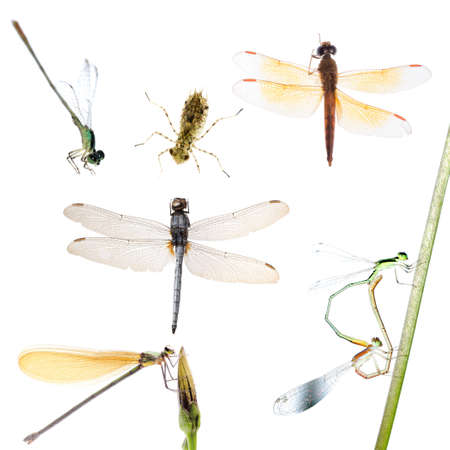 animal set, dragonfly and damselfly collection isolatedの写真素材