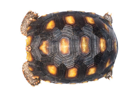Cherry head red foot tortoise, Geochelone carbonaria, isolated on white.の写真素材