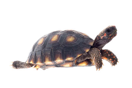 Cherry head red foot tortoise, Geochelone carbonaria, isolated on white.の写真素材