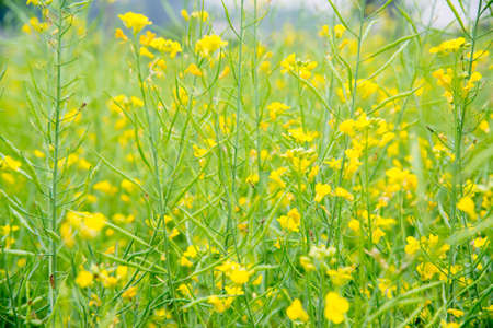 rape flower field