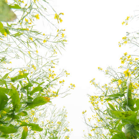 rape flower fieldの写真素材