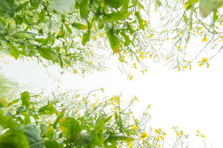 rape flower fieldの写真素材