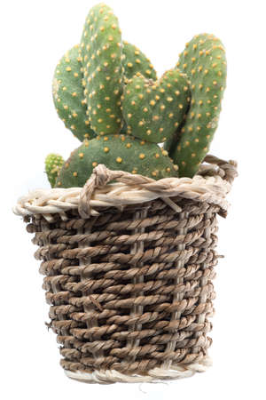 cactus isolated on white backgroundの写真素材