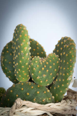 cactus isolated on grey backgroundの写真素材