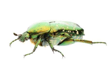 green flower beetle isolated on white backgroundの写真素材