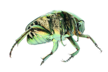 green beetle isolated on white backgroundの写真素材