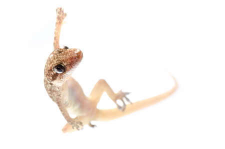 animal Chinese Oriental  leaftoed gecko Hemidactylus bowringii isolated