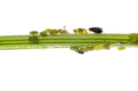 animal insect aphid isolated on whiteの写真素材