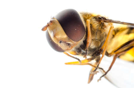 insect fly hoverfly isolated on whiiteの写真素材