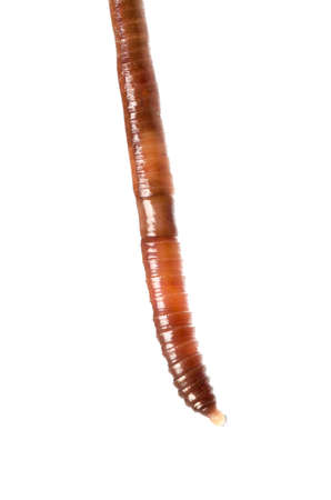 animal earth worm isolated on whiteの写真素材