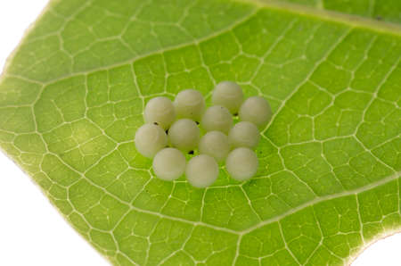 insect butterfly eggs on green leafの写真素材