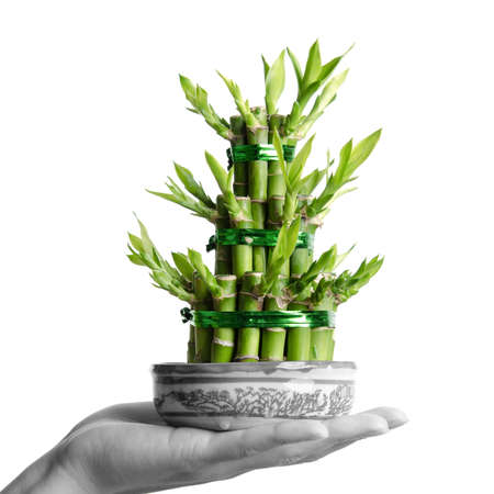 Chinese Lucky bamboo, Dracaena sanderiana, isolatedの写真素材