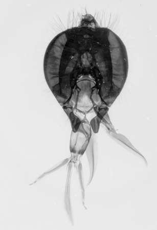 science microscopy micrograph animal mouthparts of bee insect, Magnification 50Xの写真素材
