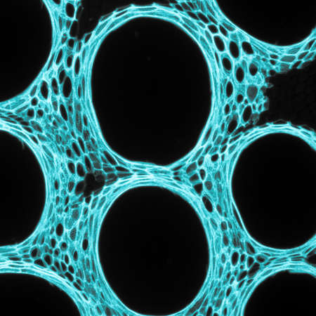 micrograph plant tissue, stem of pumpkin,with red fluorescenceの写真素材