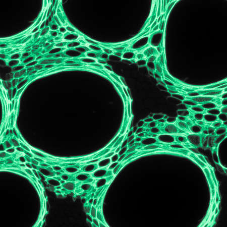 micrograph plant tissue, stem of pumpkin,with red fluorescenceの写真素材