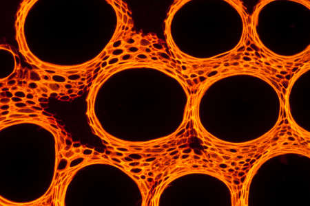 micrograph plant tissue, stem of pumpkin,with red fluorescenceの写真素材