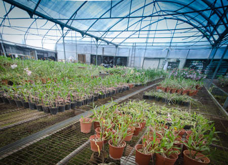 plant green house orchid flower nurseryの写真素材