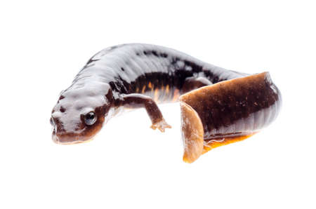 animal amphibian salamander newt isolatedの写真素材
