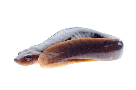 animal amphibian salamander newt isolatedの写真素材