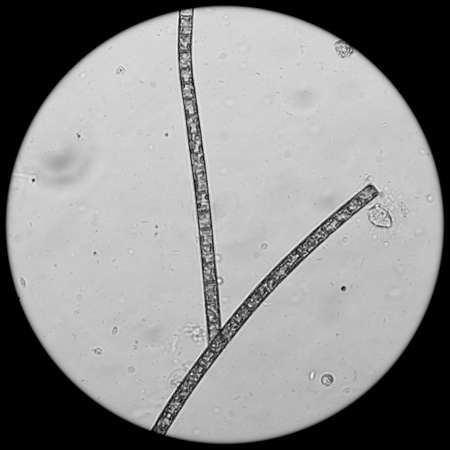 water algae cell macro, micrograph.の写真素材