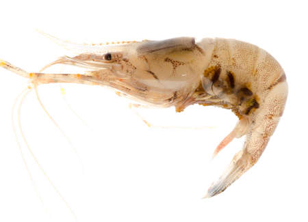 seafood fresh shrimp isolated on whiteの写真素材