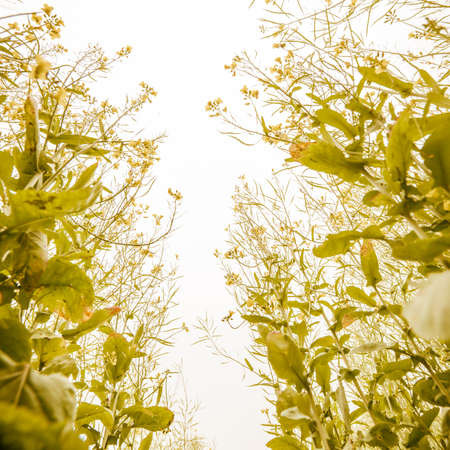rape flower field