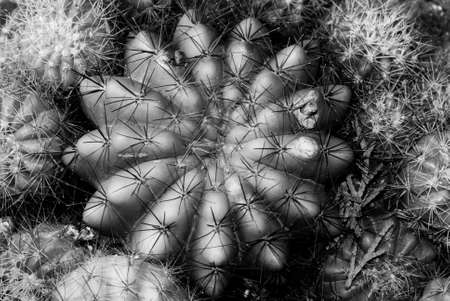 plant cactus tree