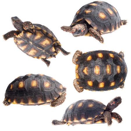 tortoise set isolated on white.