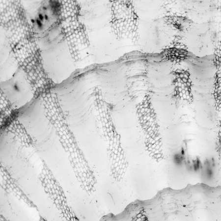 scallop fan shell detail textureの写真素材