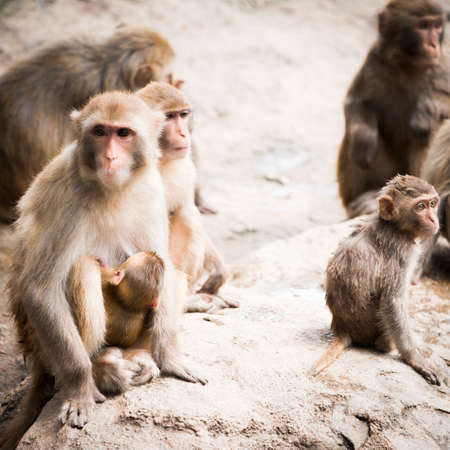 animal monkey familyの写真素材