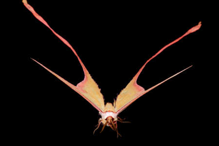 moth long tail butterfly (Actias dubernardi) isolated in black background.の写真素材