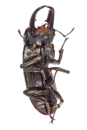 stag beetle isolated on whiteの写真素材