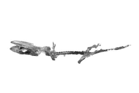 dead animal gecko skull isolated on whiteの写真素材