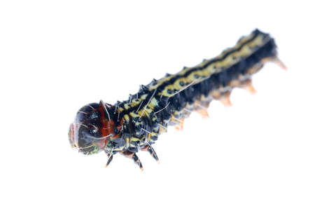 butterfly caterpillar larva isoalted on white backgroundの写真素材