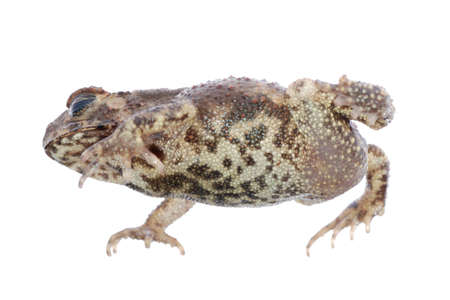 animal toad frog isolated on whiteの写真素材
