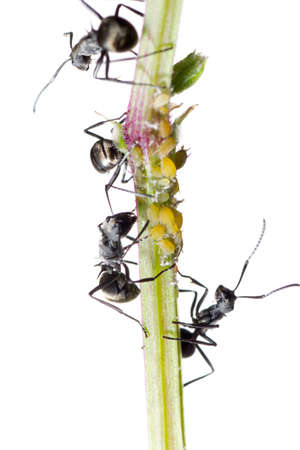 insect ant macroの写真素材