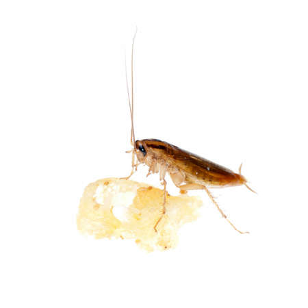 Japanese cockroach with bread isolatedの写真素材