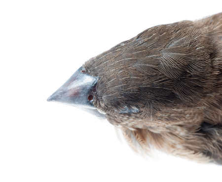 sparrow bird bill isolated on whiteの写真素材