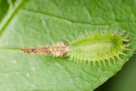 insect tortoise beetle larva on leafの写真素材