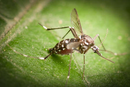 mosquito on leaf macro shotの写真素材