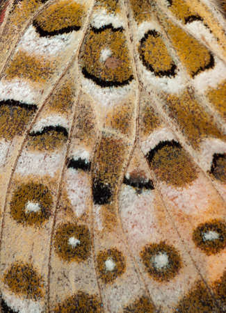 butterfly wing pattern textureの写真素材