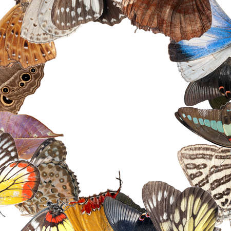 butterfly blank frame background isolatedの写真素材