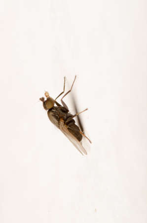 tiny insect fly macroの写真素材